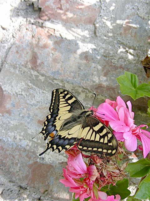 Una farfalla da mio giardino
